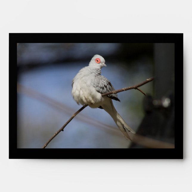 Sweet Beautiful Diamond Dove Envelope (Front)