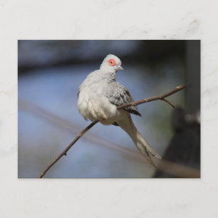 Sweet Beautiful Diamond Dove Postcard
