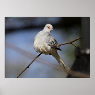 Sweet Beautiful Diamond Dove Poster