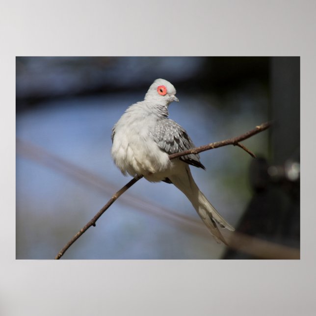 Sweet Beautiful Diamond Dove Poster (Front)
