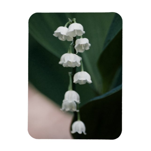 Sweet Bells Premium Magnet (Vertical)