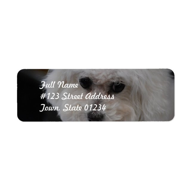 Sweet Bichon Frise (Front)