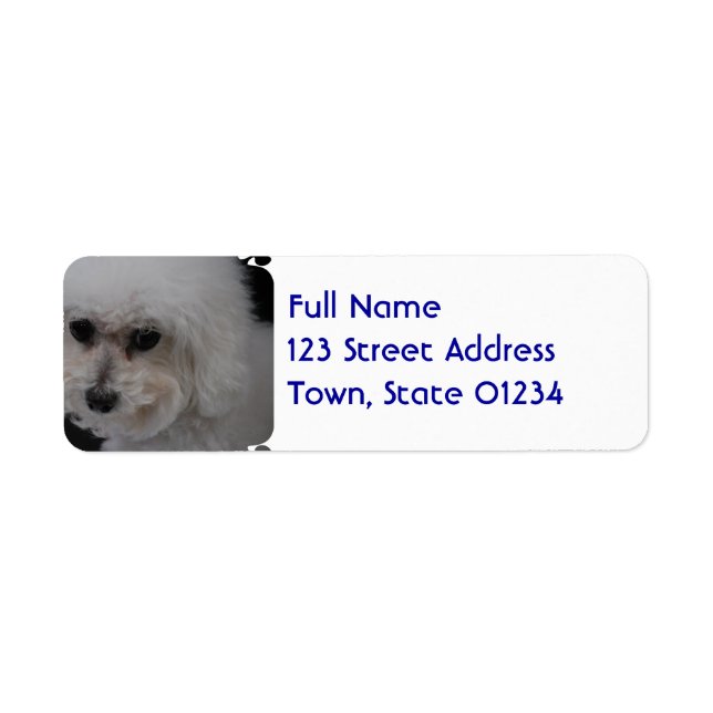 Sweet Bichon Frise (Front)