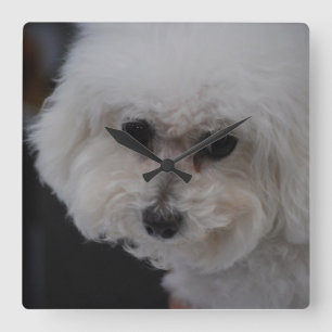 Sweet Bichon Frise Square Wall Clock