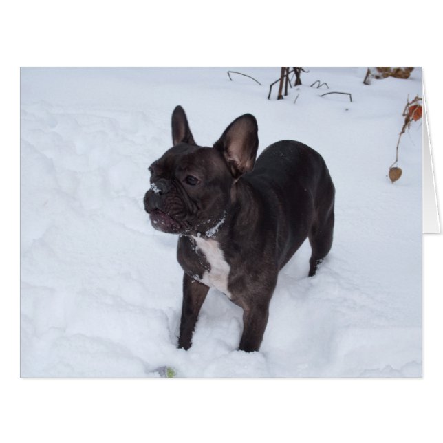 Sweet Black French Bulldog aime la neige (Devant horizontal)