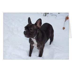 Sweet Black French Bulldog aime la neige