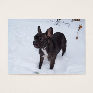 Sweet Black French Bulldog Likes Snow