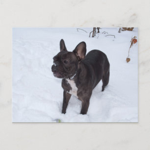 Sweet Black French Bulldog Likes Snow Postcard