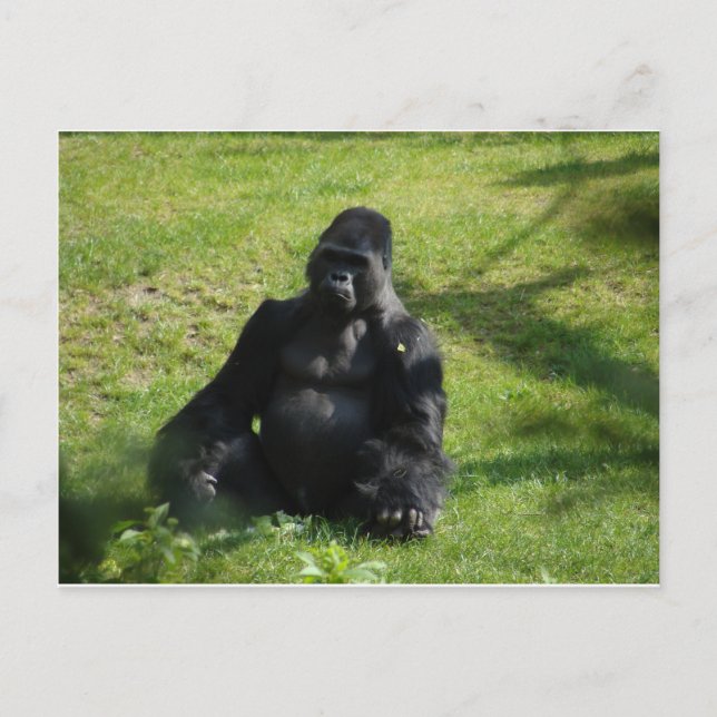 Sweet Black Monkey Gorilla Postcard (Front)