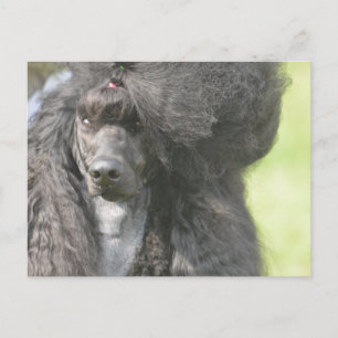 Sweet Black Poodle Postcard