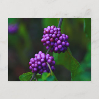 Sweet Blackberries Postcard