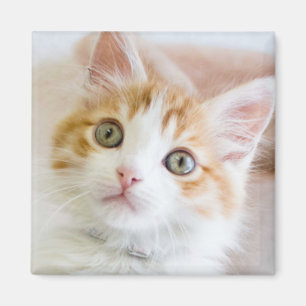Sweet Blue Eyed Kitty Magnet