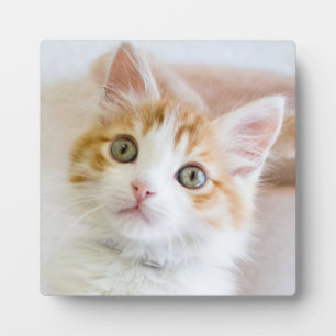 Sweet Blue Eyed Kitty Plaque