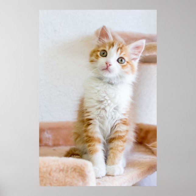 Sweet Blue Eyed Kitty Poster (Front)