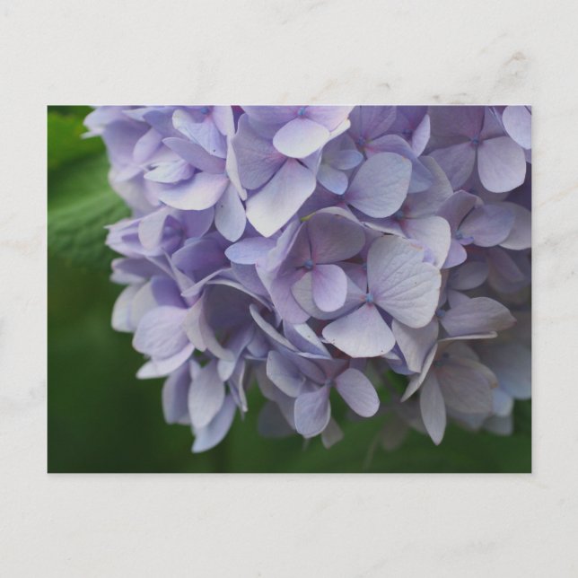 Sweet Blue Hydrangea Flower Photo Postcard (Front)