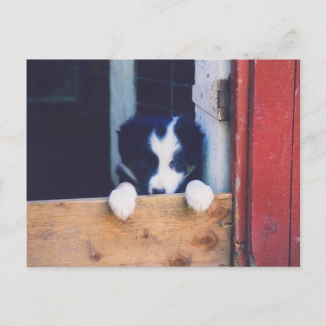 Sweet Border Collie Chien Chien Chien Puppy Carte  (Devant)