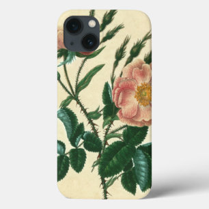 Sweet Briar Rose iPhone 13 Case
