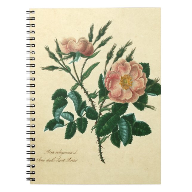 Sweet Briar Rose Notebook (Front)