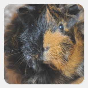 Sweet, Brindle, Rosette Guinea Pig Face Closeup Square Sticker