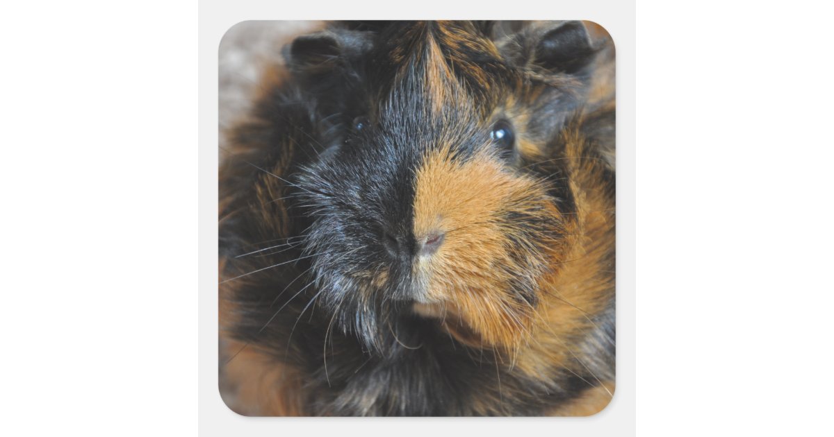 Sweet, Brindle, Rosette Guinea Pig Face Closeup Square Sticker Zazzle