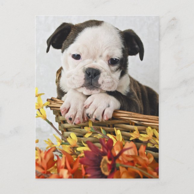 Sweet Bulldog Puppy Postcard (Front)
