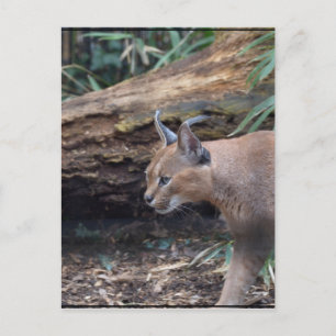 Sweet Caracal Postcard