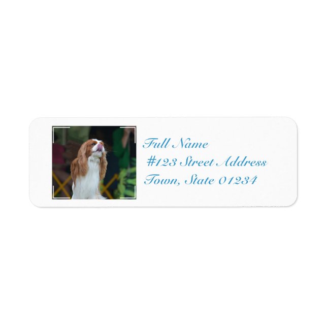 Sweet Cavalier King Charles Spaniel (Front)