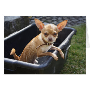 Sweet Charlie Chihuahua