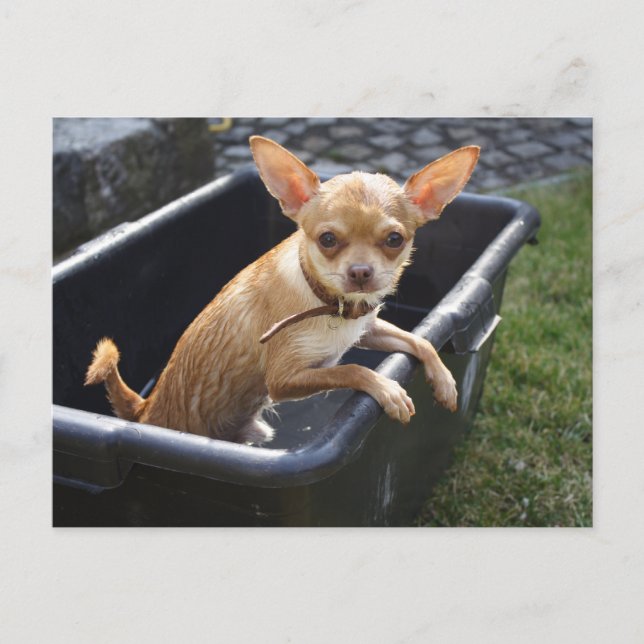Sweet Charlie Chihuahua Postcard (Front)