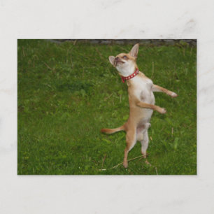 Sweet Charlie Chihuahua Postcard