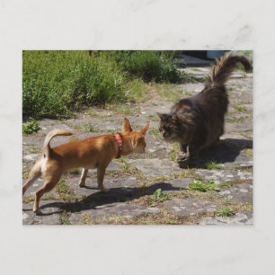 Sweet Charlie Chihuahua Postcard