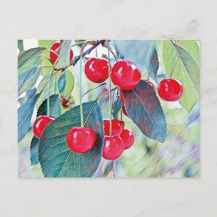Sweet Cherries Postcard