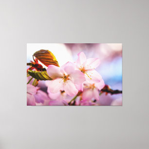 Sweet Cherry Blossoms Of Pink Colour And Blue Sky Canvas Print
