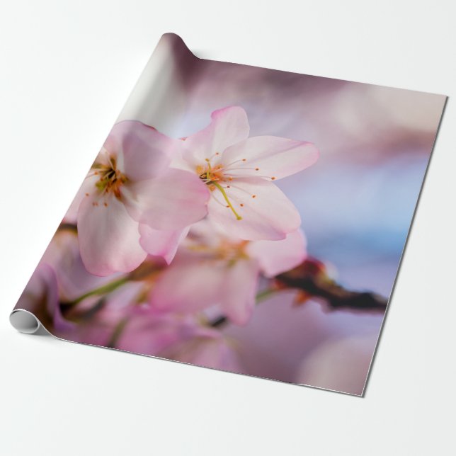 Sweet Cherry Blossoms Of Pink Colour And Blue Sky Wrapping Paper (Unrolled)