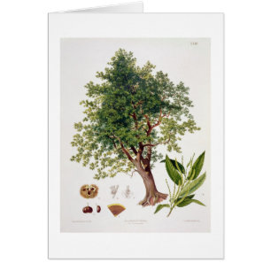 Sweet Chestnut, engraved by A. Haase (colour litho