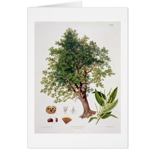 Sweet Chestnut, engraved by A. Haase (colour litho (Front)