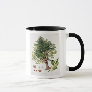 Sweet Chestnut, engraved by A. Haase (colour litho Mug