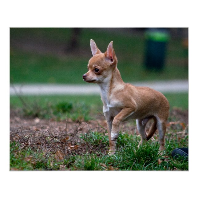 Sweet Chihuahua Puppy Gundog Wannabe Poster (Front)