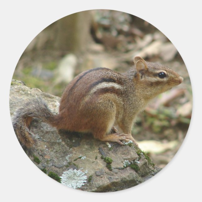Sweet Chipmunk Hot Springs National Park Gifts Classic Round Sticker (Front)