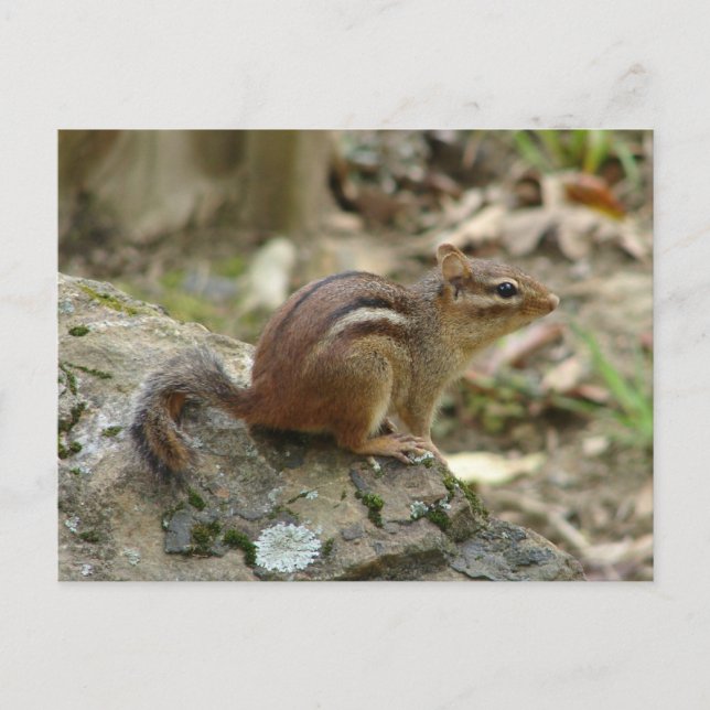 Sweet Chipmunk Hot Springs National Park Gifts Postcard (Front)