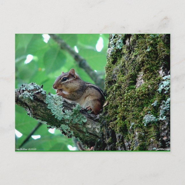 Sweet Chipmunk in a Tree Apparel and Gifts Postcard (Front)