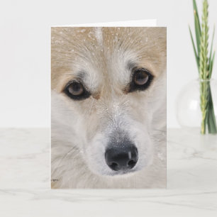 Sweet Corgi Face Card