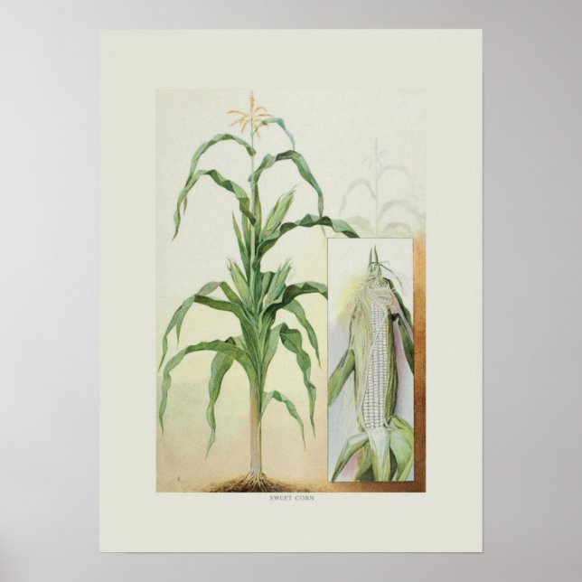 Sweet corn poster (Front)