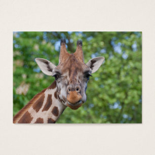 Sweet Curios Giraffe