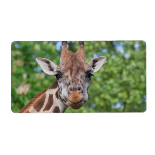 Sweet Curios Giraffe