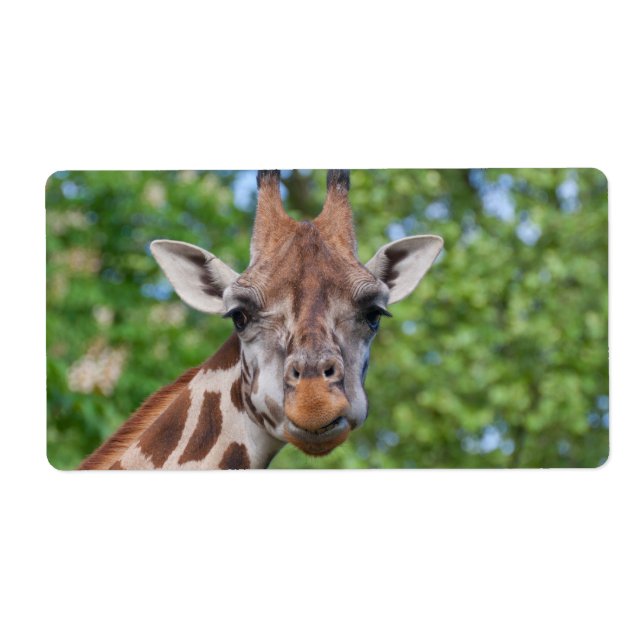 Sweet Curios Giraffe (Front)