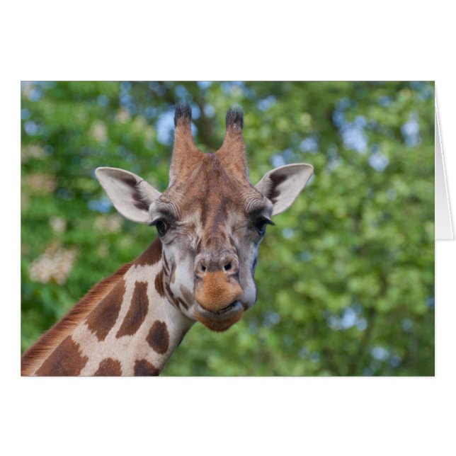 Sweet Curios Giraffe (Front Horizontal)