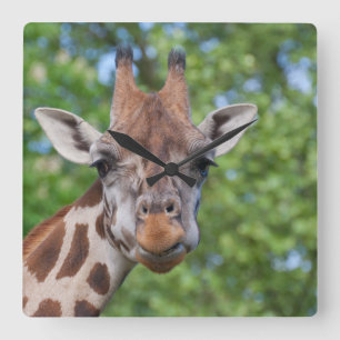 Sweet Curios Giraffe Square Wall Clock