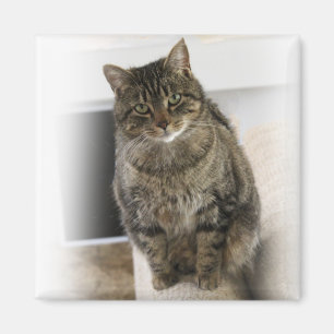 Sweet, cute, friendly cat Magnet