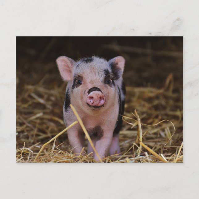 Sweet Cute Pig Postcard (Front)